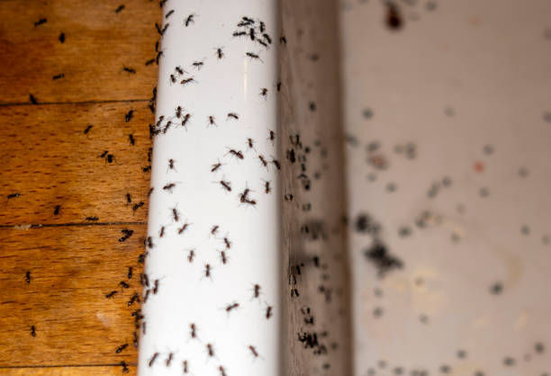 Professional Pest Control in Tuttle, OK
