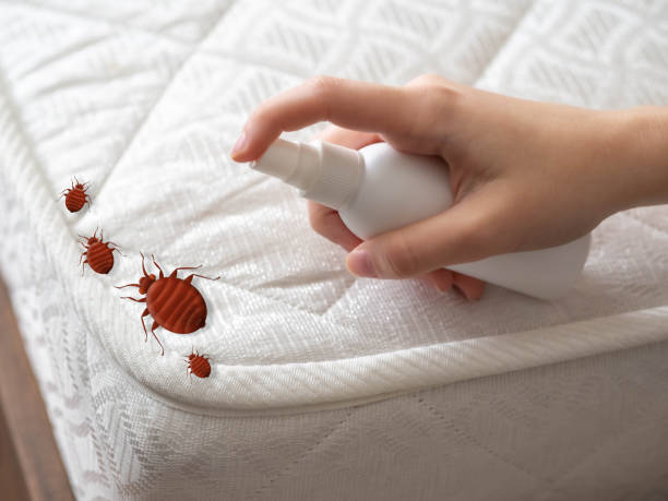 Wasp Removal Services in Tuttle, OK
