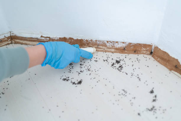 Best Affordable Pest Control Services  in Tuttle, OK